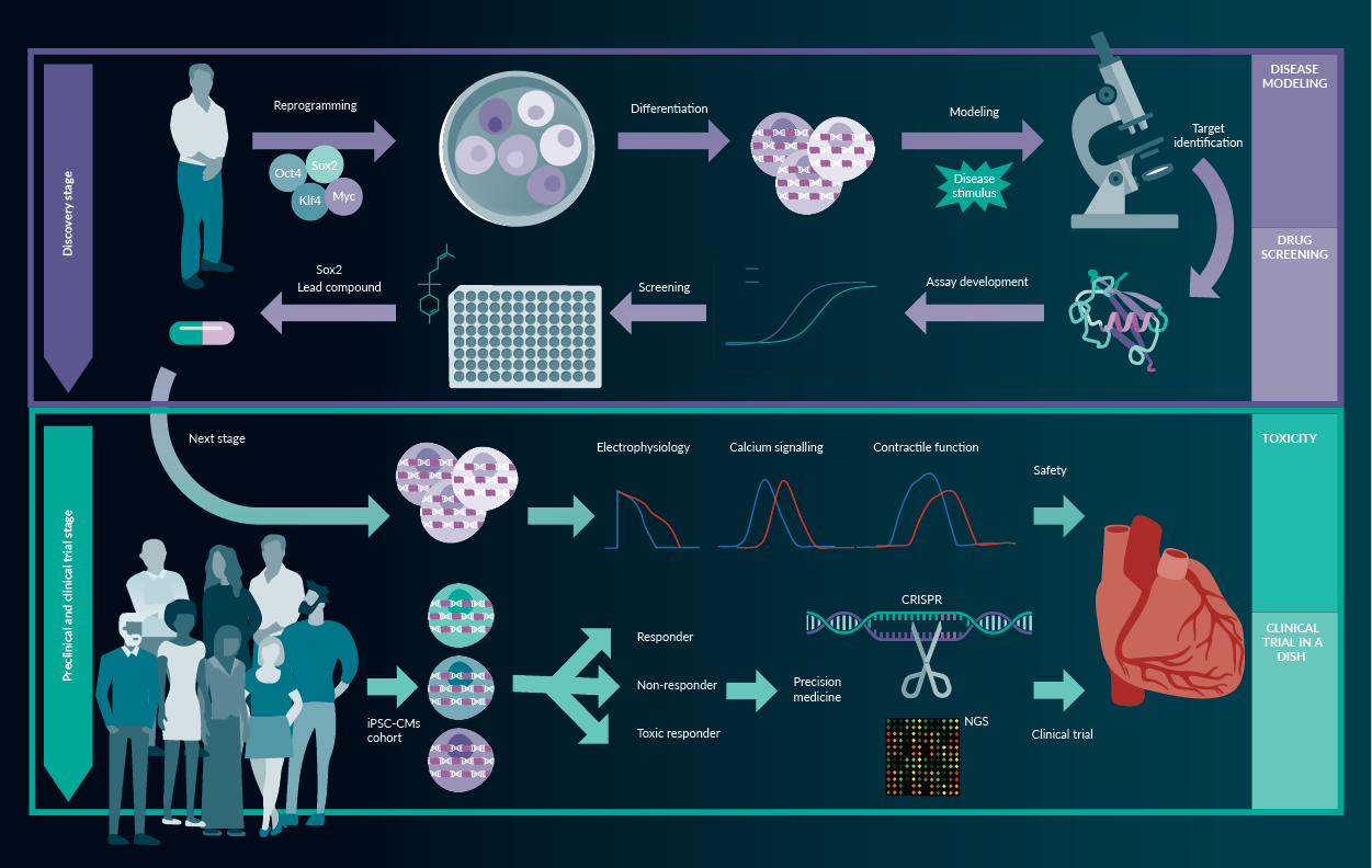 The rise of human induced pluripotent stem cell technology in drug development