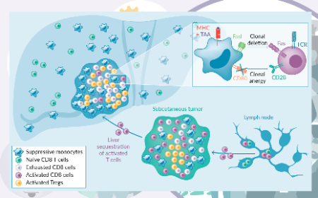 Implications of liver metastasis for cancer immunotherapy