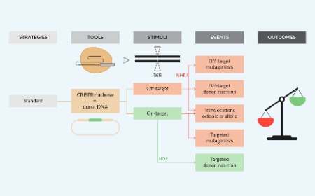 ‘Soft’ genome editing using CRISPR nickases as a potential source of safer cell products