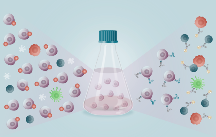 Comparing activation methods to yield clinical-scale expansion of gamma delta T cells