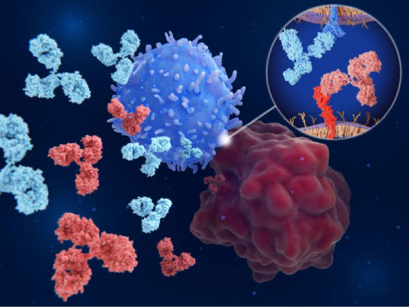 Henlius received Chinese clearance to test its PD-L1-targeted ADC with an antiangiogenic agent