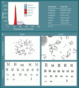 Figure 3. L-MSC have normal cell cycle progression and no visible chromosomal aberrations.  A) All L-MSC were found to be normal diploid cells with normal progression through the cell cycle. B) L-MSC and BMSC were analyzed for chromosome number and arrangement; all cells, regardless of origin, displayed normal rhesus macaque complements of 42 chromosomes (20 pairs of autosomes and 1 pair of allosomes—XX or XY). Representative male karyotypes are shown for each cell type.