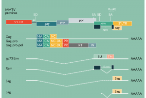 Schematic representation of the MMTV proviral genome and the MMTV RNAs.